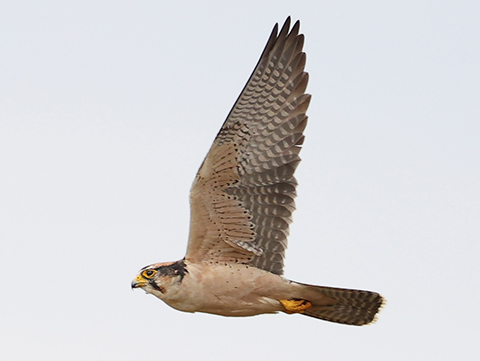 Lanner Falcon in flight